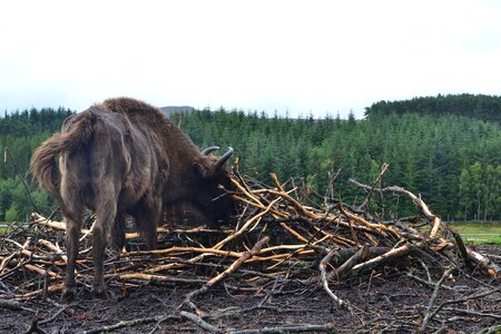 Forest tree bison