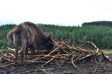 Forest tree bison photo