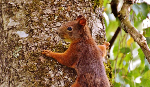 Nature rodent garden