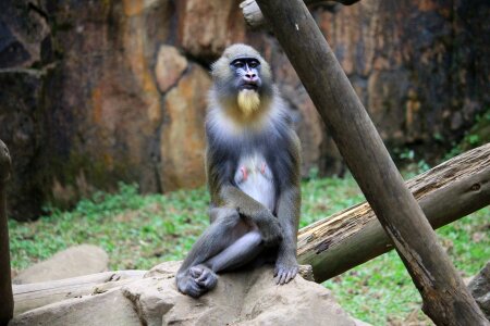 Primate mandrillus species