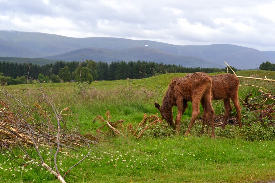 Scotland animal wildlife park