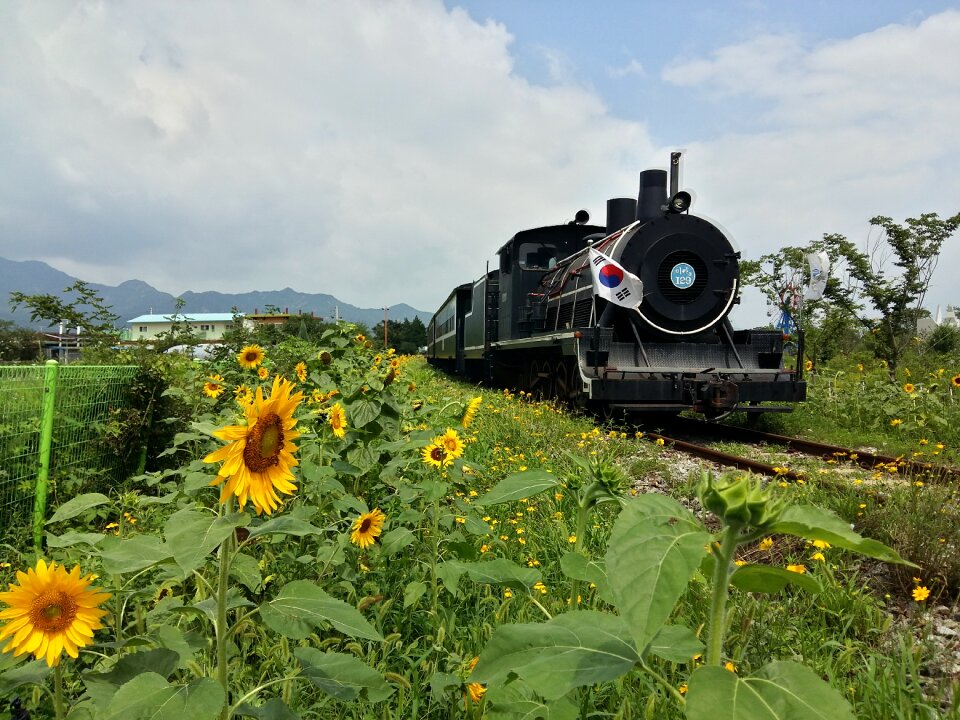 Railway transportation sunflower