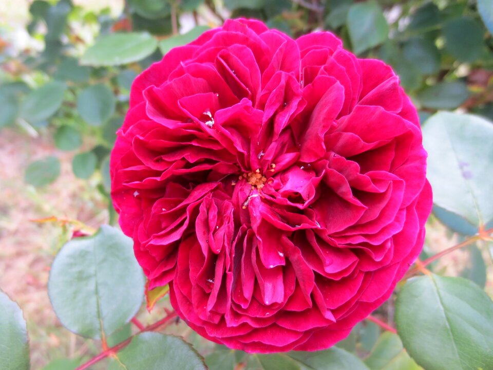 Wet blossom botanical