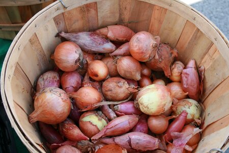 Onions ingredient farmers market photo