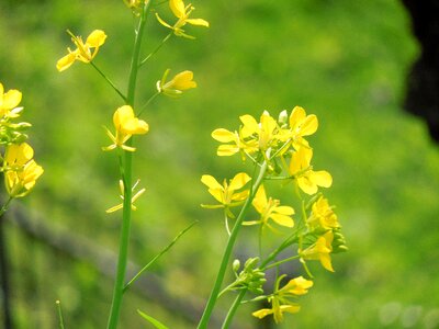 Landscape yellow japan