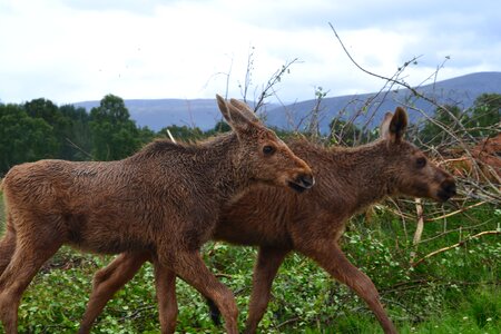 Scotland animal wildlife park