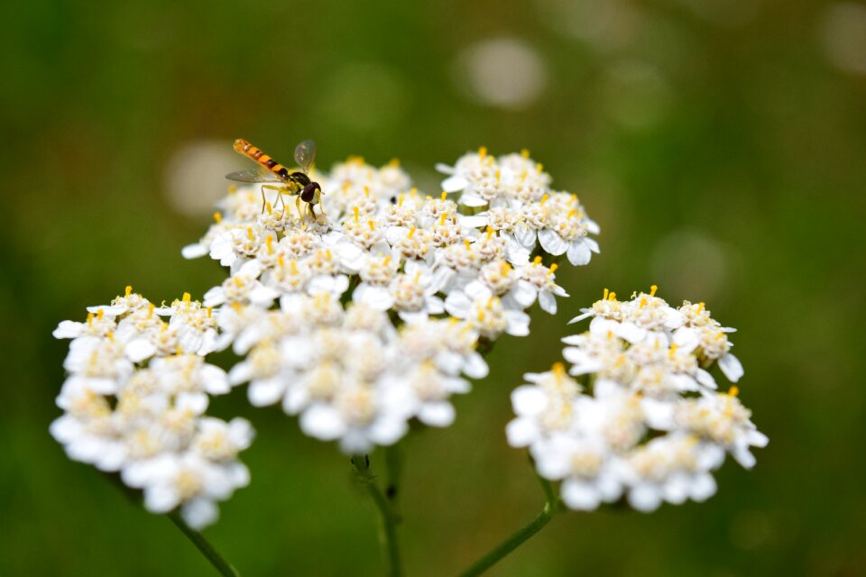 Nature insect flower