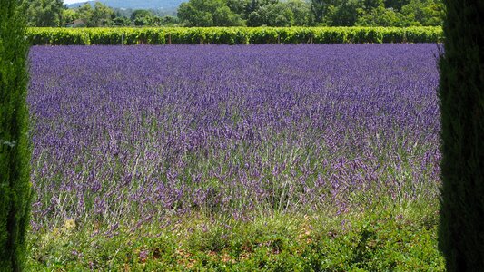Purple ornamental plant crop photo