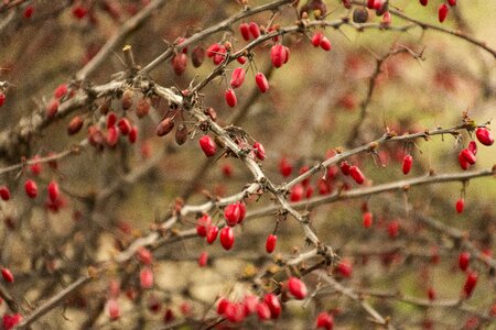 Red hip berry photo