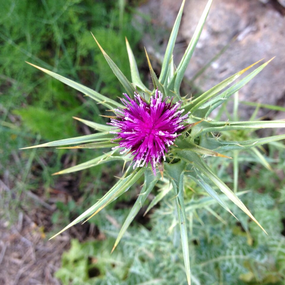 Flower wildflower