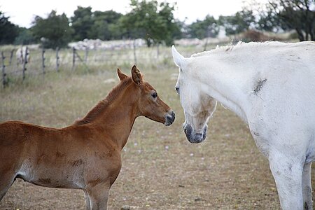 Mare annimal animal
