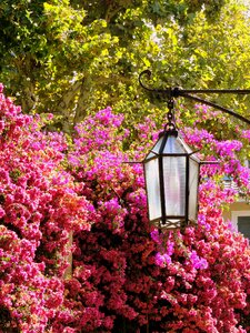 Nature leaves bloom