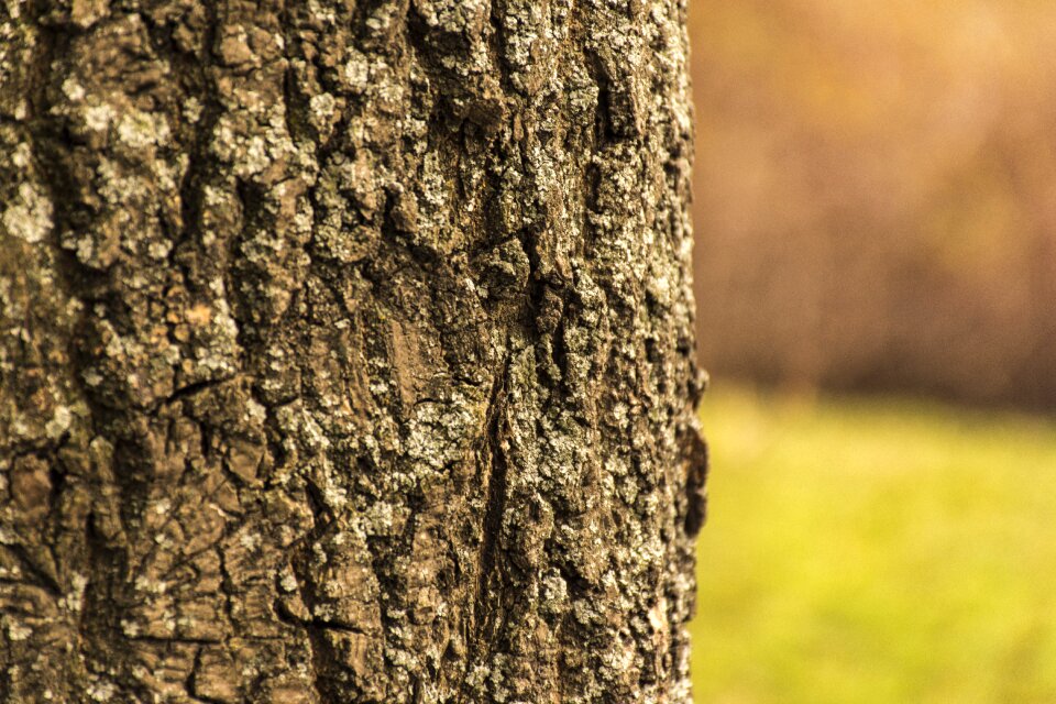 Nature wood strain