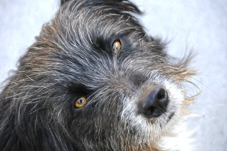 Pet snout view