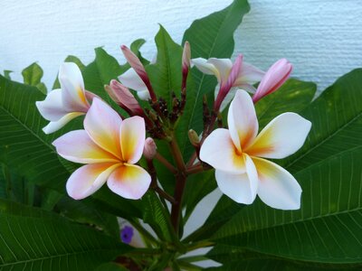 Tropical flora