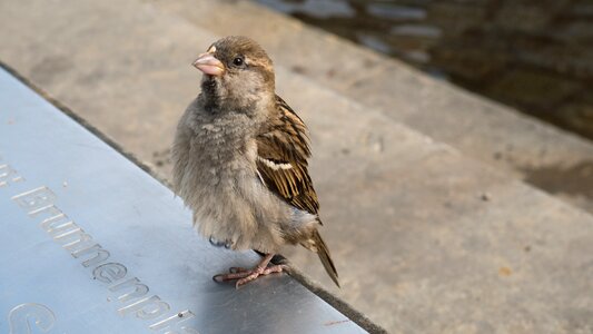 Plumage animals wing photo