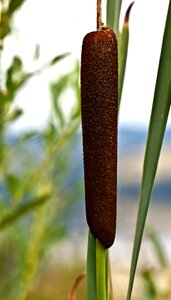 Wetland maturation flowering