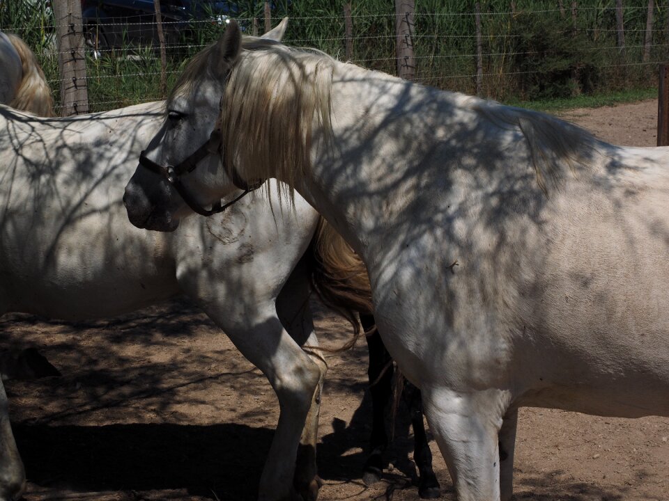 Camargue reiterhof méjanes en camargue
