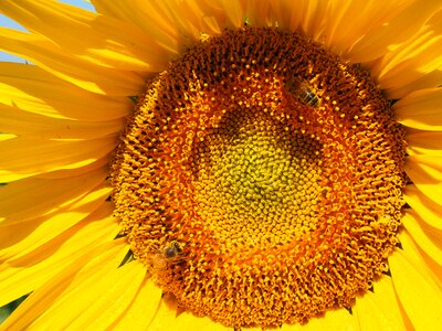 Bloom nectar inflorescence photo