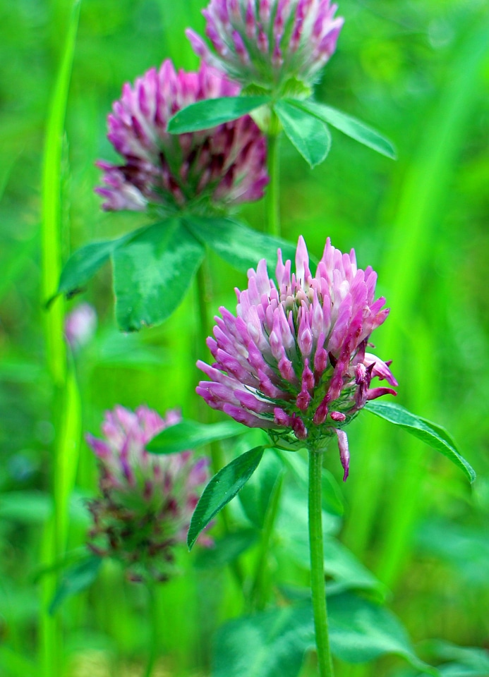 Flowers purple fodder plant