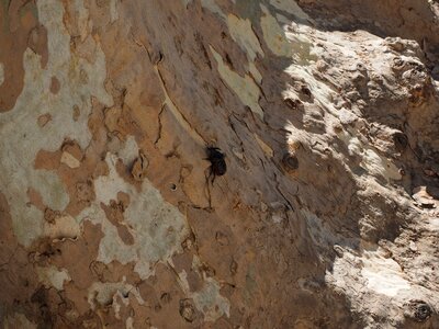 Oryctes nasicornis leaf horn beetle scarabaeidae particularly protected animal