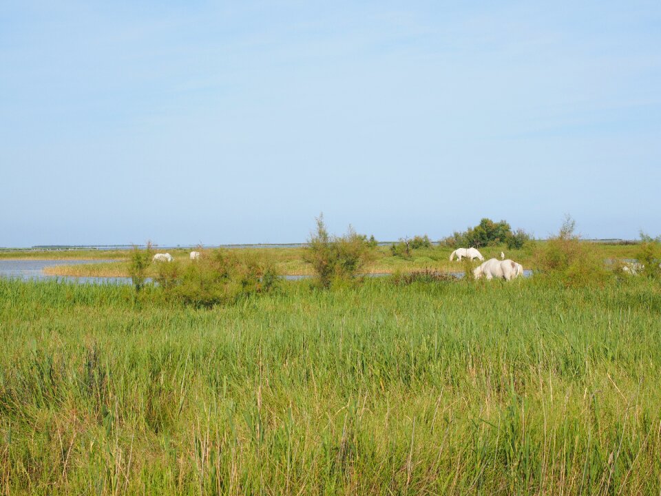 Nature park camargue lakes bogs