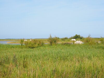 Nature park camargue lakes bogs