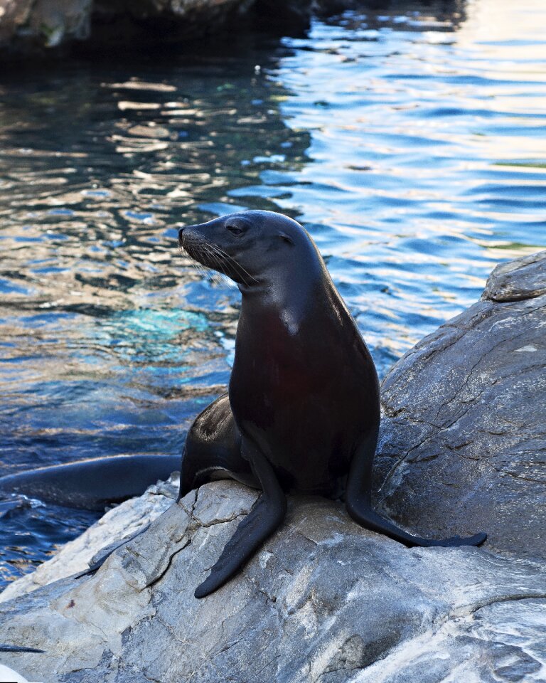 Fauna mamals zoo