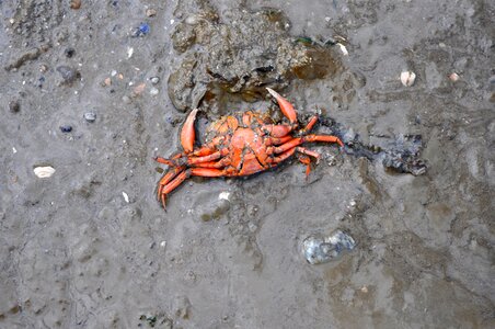 Sea dead cancer washed up on