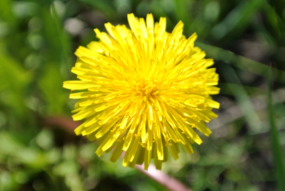 Summer flowers yellow closeup