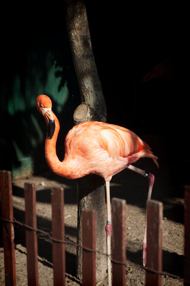 Bird fauna wildlife