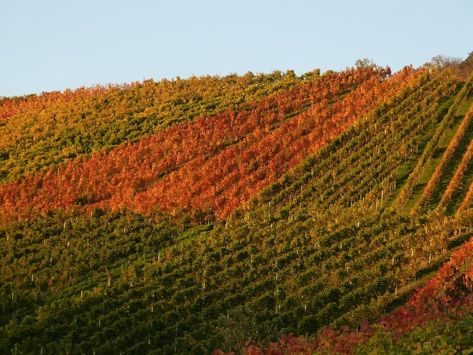 Wine nature grapes