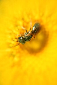 Flower wasp on flower small wasp