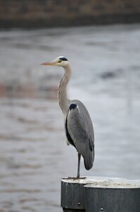 Heron baltic sea stralsund photo