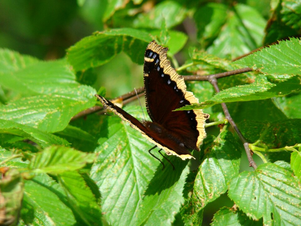 Spring insects nature