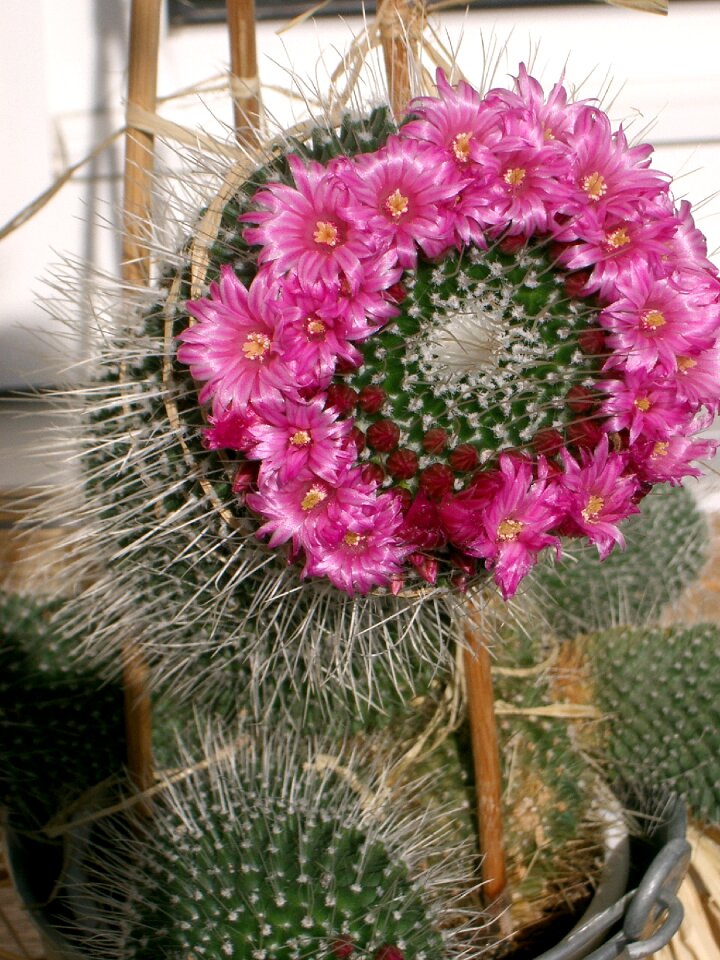 Flowers beautiful cactus blossom