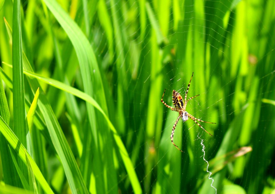 Natural green nature