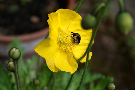 Bee flower