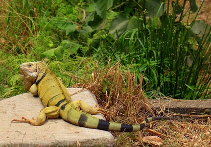 Animal green lizard