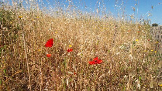 Summer field dry