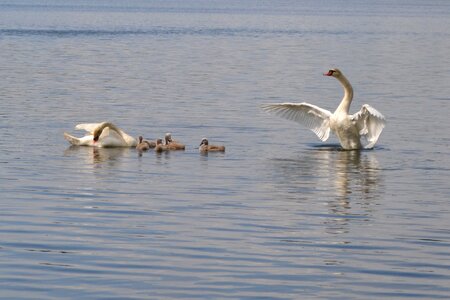 Water bird nature swans photo