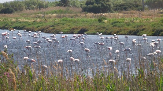 Migratory birds pond birds photo