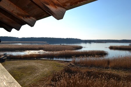 Reed nature wood