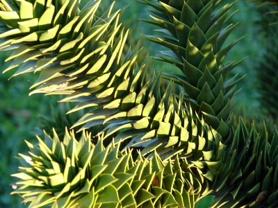 Evergreen leaves nature
