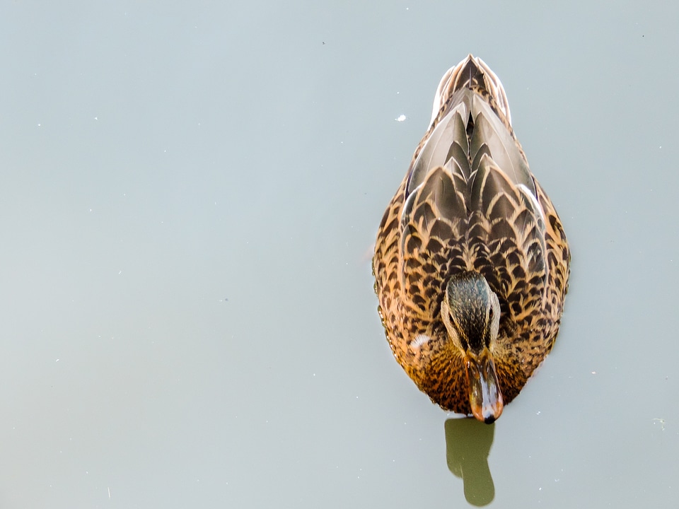 Crossword wild birds water bird