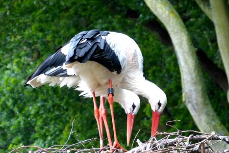 Nature nest rattle stork photo