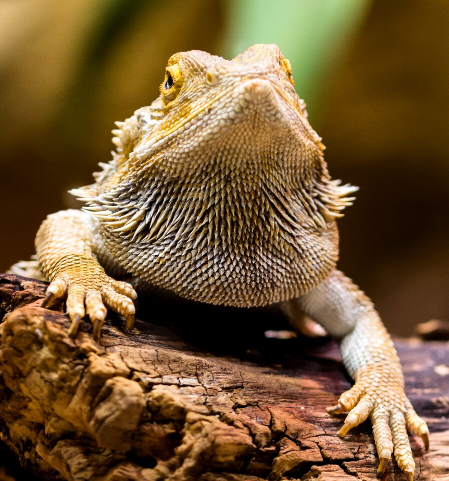 Amphibian dragon dry