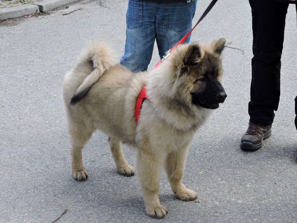 Animal dog breed show