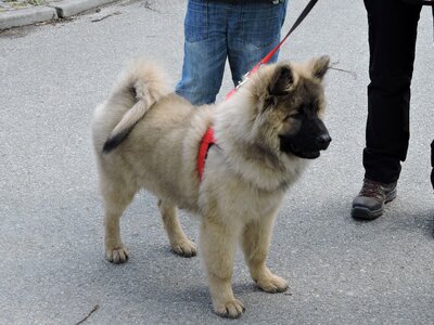 Animal dog breed show