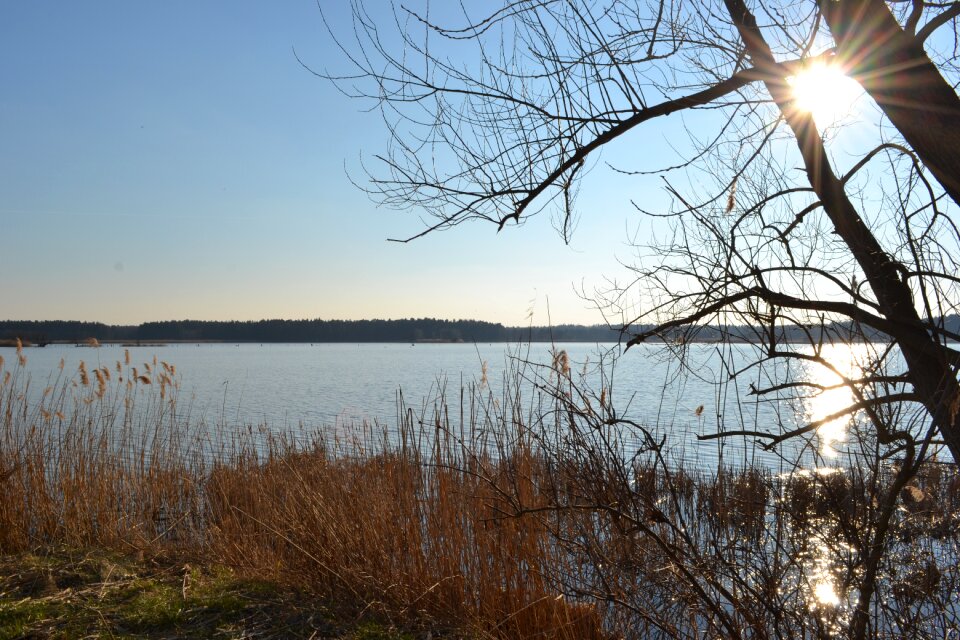 Reed lausitz nature